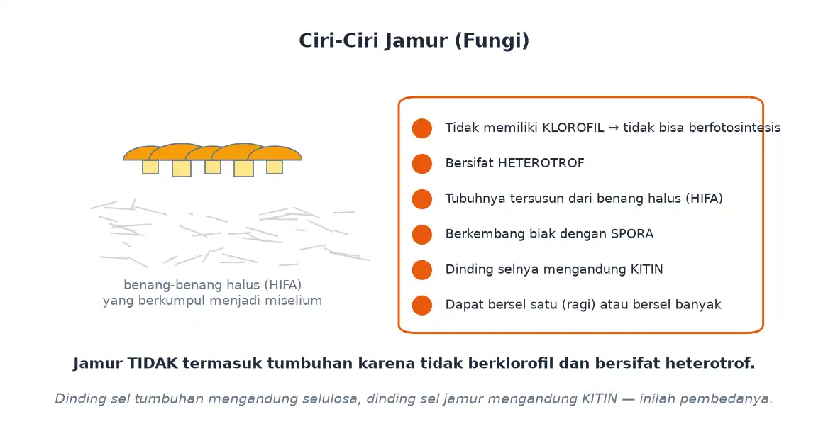 Ciri jamur tidak berklorofil bertubuh hifa berspora dan berdinding kitin