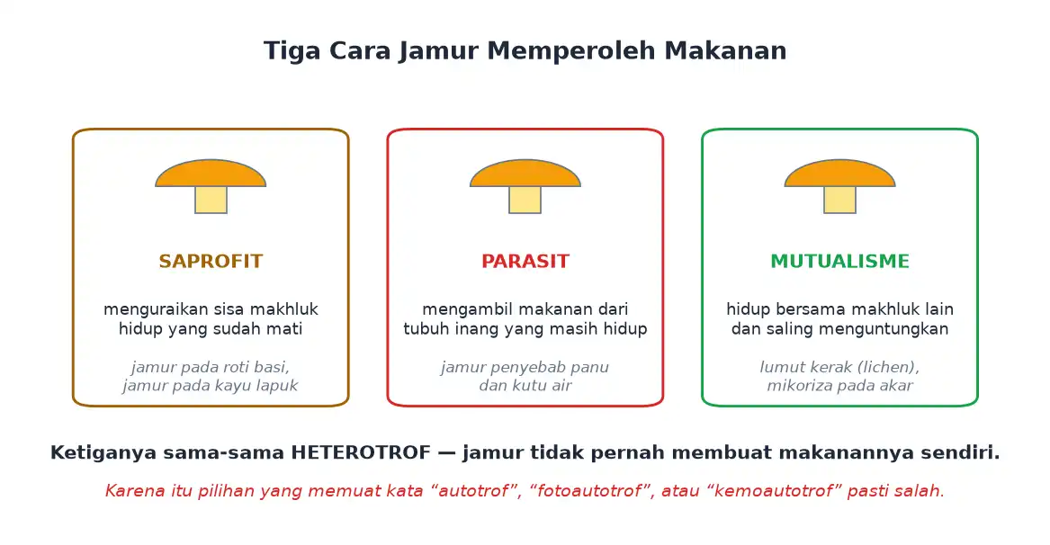Tiga cara jamur memperoleh makanan yaitu saprofit parasit dan mutualisme