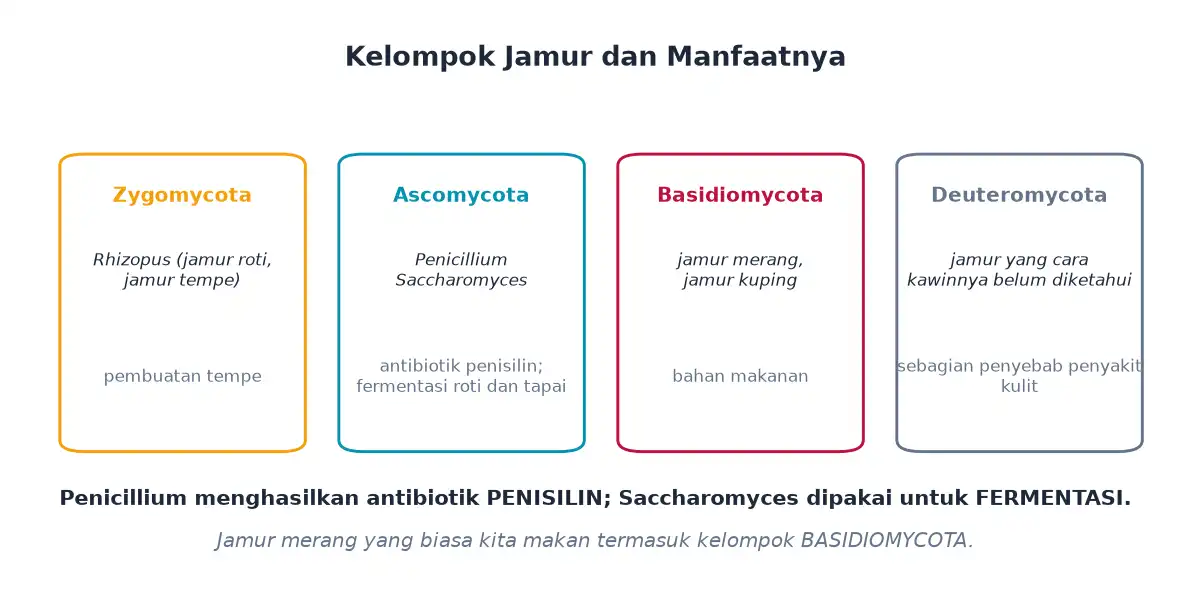 Kelompok jamur Zygomycota Ascomycota Basidiomycota dan Deuteromycota beserta manfaatnya