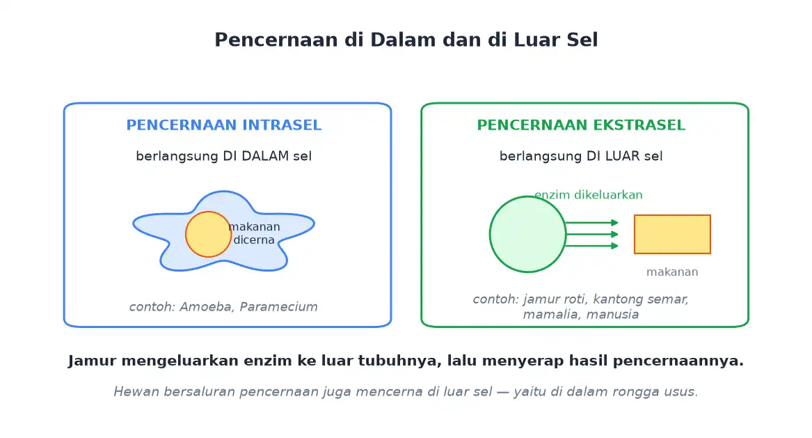 Perbedaan pencernaan di dalam sel dan pencernaan di luar sel