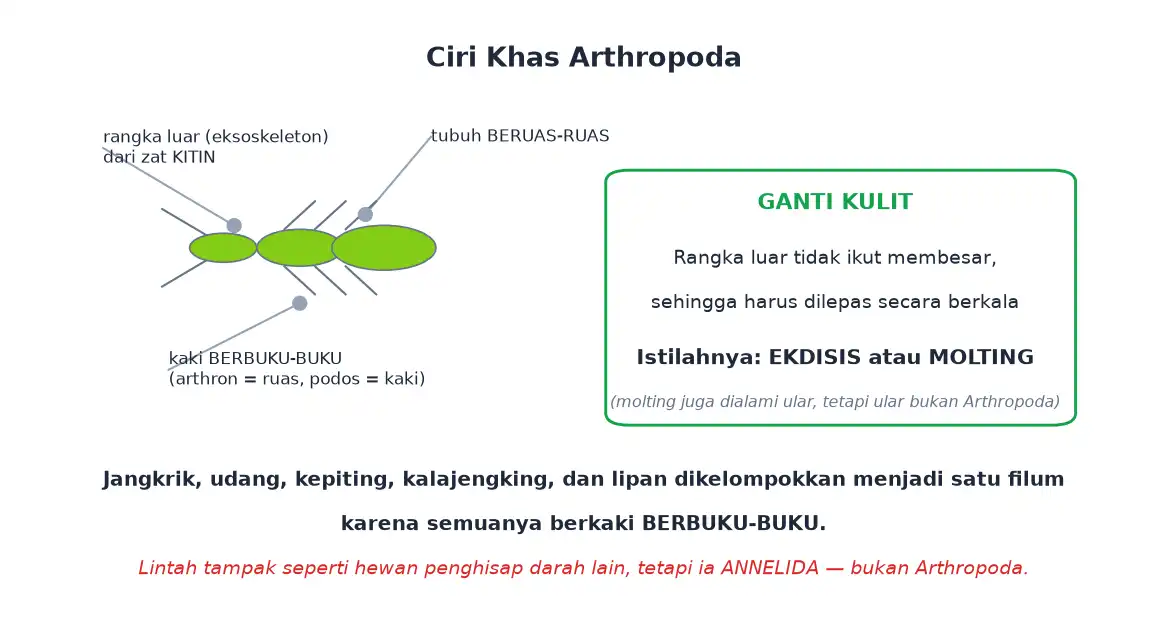 Ciri arthropoda berupa kaki berbuku-buku tubuh beruas dan eksoskeleton kitin