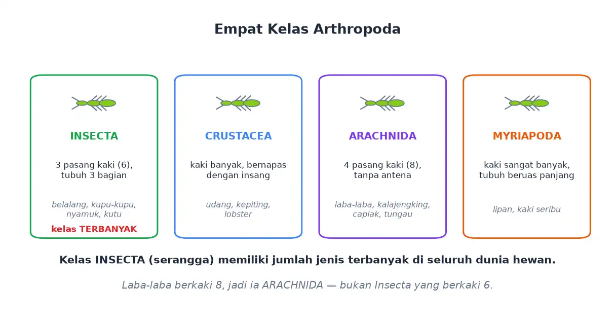 Empat kelas arthropoda insecta crustacea arachnida dan myriapoda