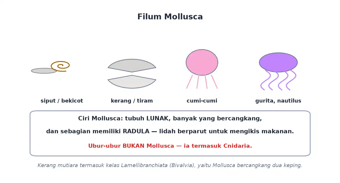 Anggota filum mollusca siput kerang cumi-cumi gurita dan nautilus