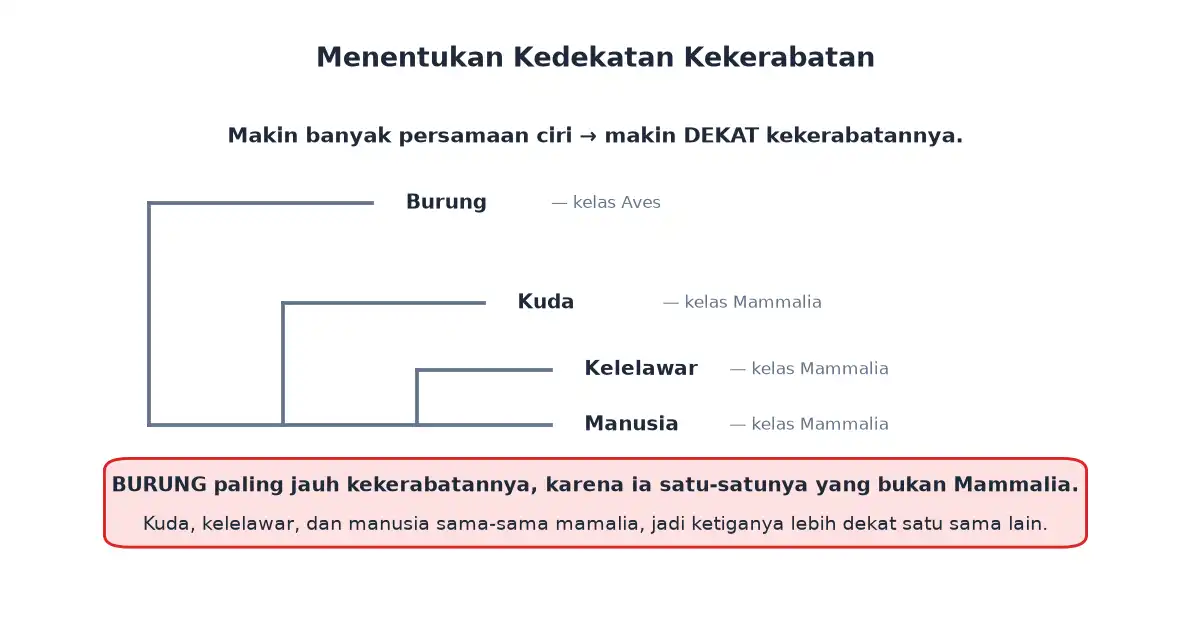 Diagram kekerabatan burung kuda kelelawar dan manusia