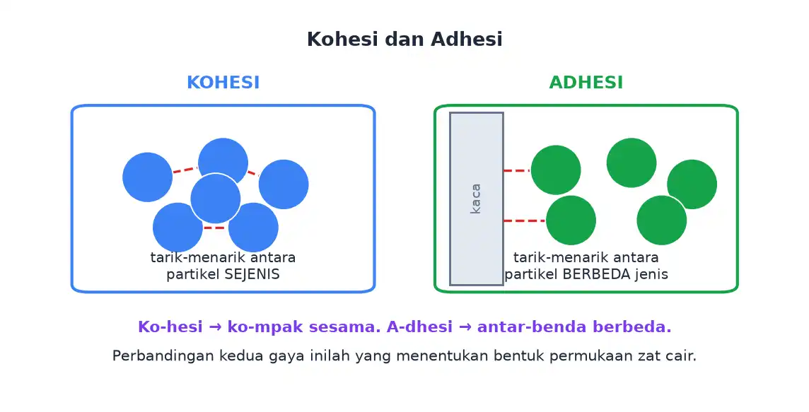 Perbandingan kohesi sebagai tarik-menarik antarpartikel sejenis dan adhesi sebagai tarik-menarik antarpartikel berbeda jenis