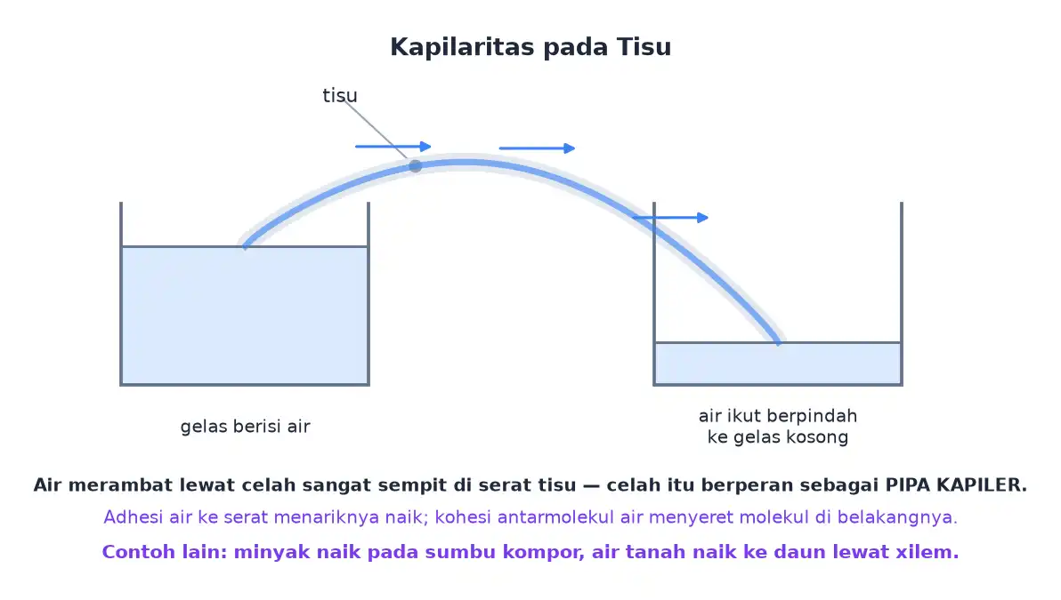 Tisu menghubungkan gelas berisi air dengan gelas kosong sehingga air merambat berpindah
