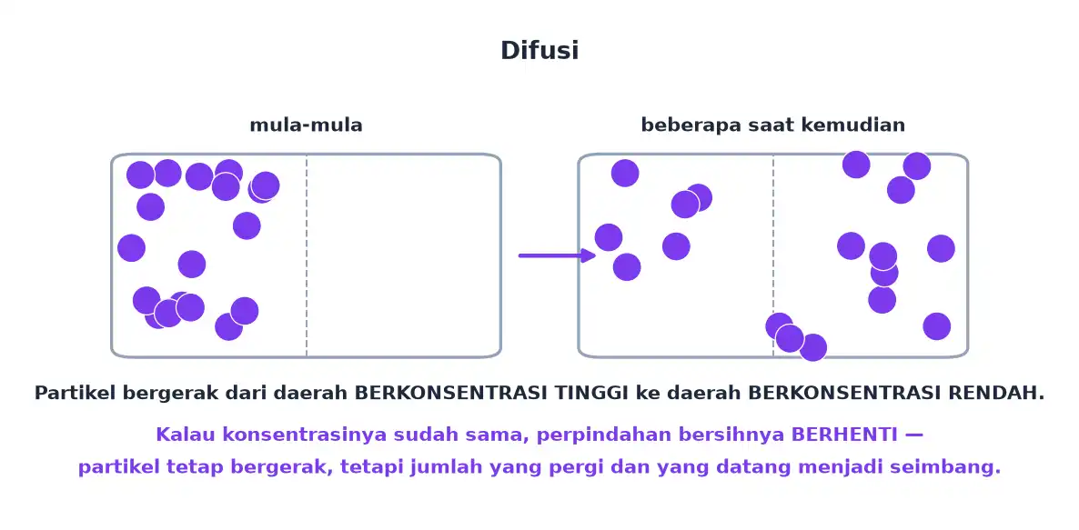 Partikel yang semula menumpuk di satu sisi wadah lama-lama menyebar merata ke seluruh wadah