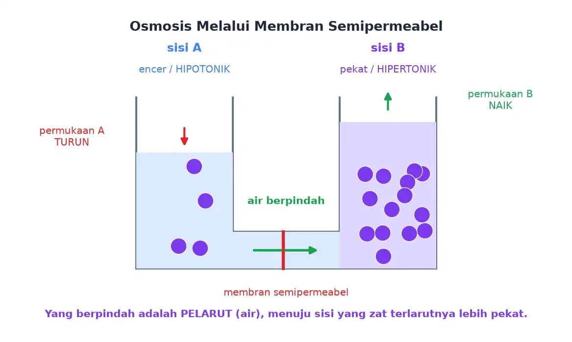 Tabung U dengan membran semipermeabel di tengah, air berpindah dari sisi encer ke sisi pekat sehingga permukaannya berubah