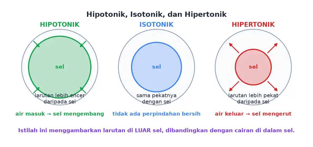 Tiga keadaan sel dalam larutan hipotonik yang mengembang, isotonik yang tetap, dan hipertonik yang mengerut
