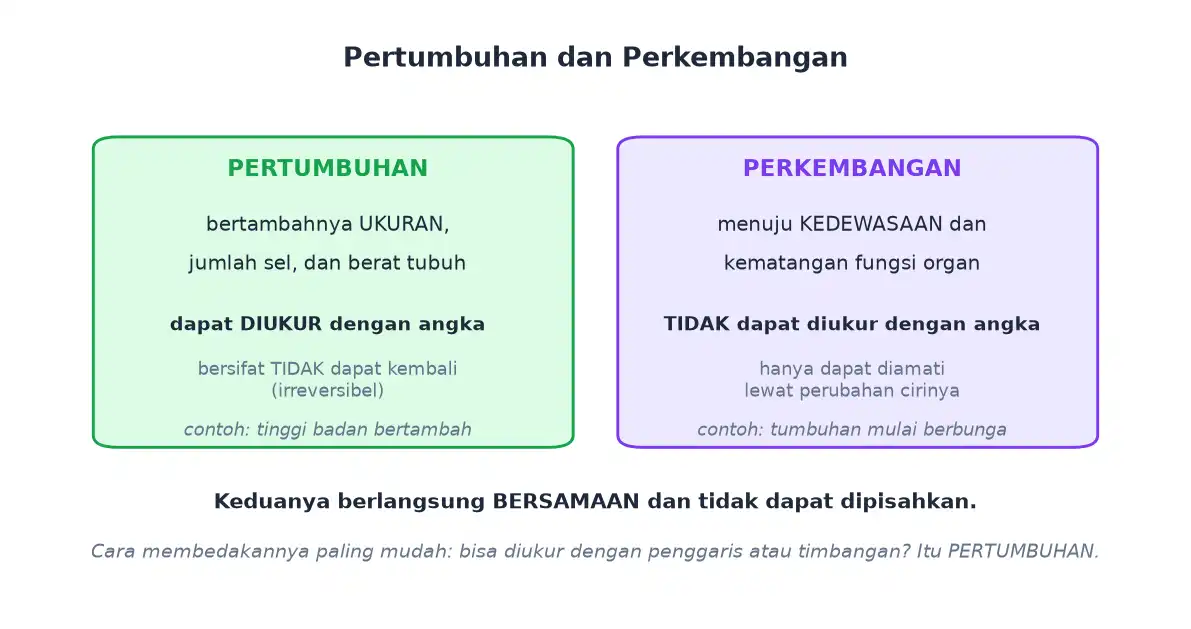 Perbandingan pertumbuhan yang dapat diukur dengan perkembangan menuju kedewasaan