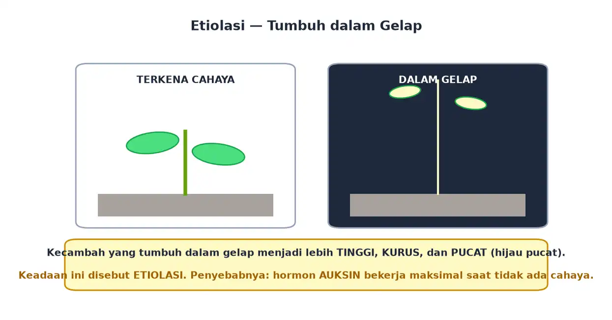 Perbandingan kecambah yang terkena cahaya dengan kecambah dalam gelap yang tinggi kurus dan pucat