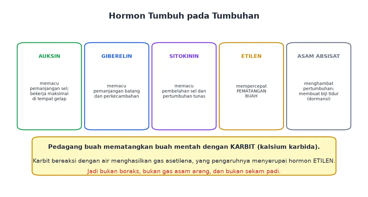 Lima hormon tumbuhan auksin giberelin sitokinin etilen dan asam absisat beserta fungsinya