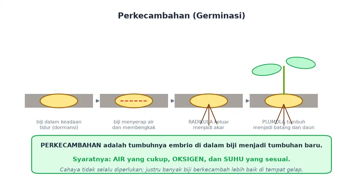 Tahap perkecambahan dari biji dormansi menyerap air radikula keluar sampai plumula tumbuh
