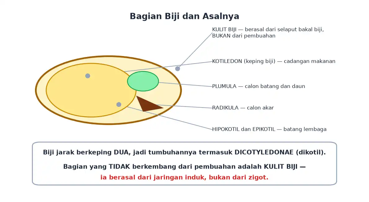 Bagian biji kulit biji kotiledon plumula radikula hipokotil dan epikotil