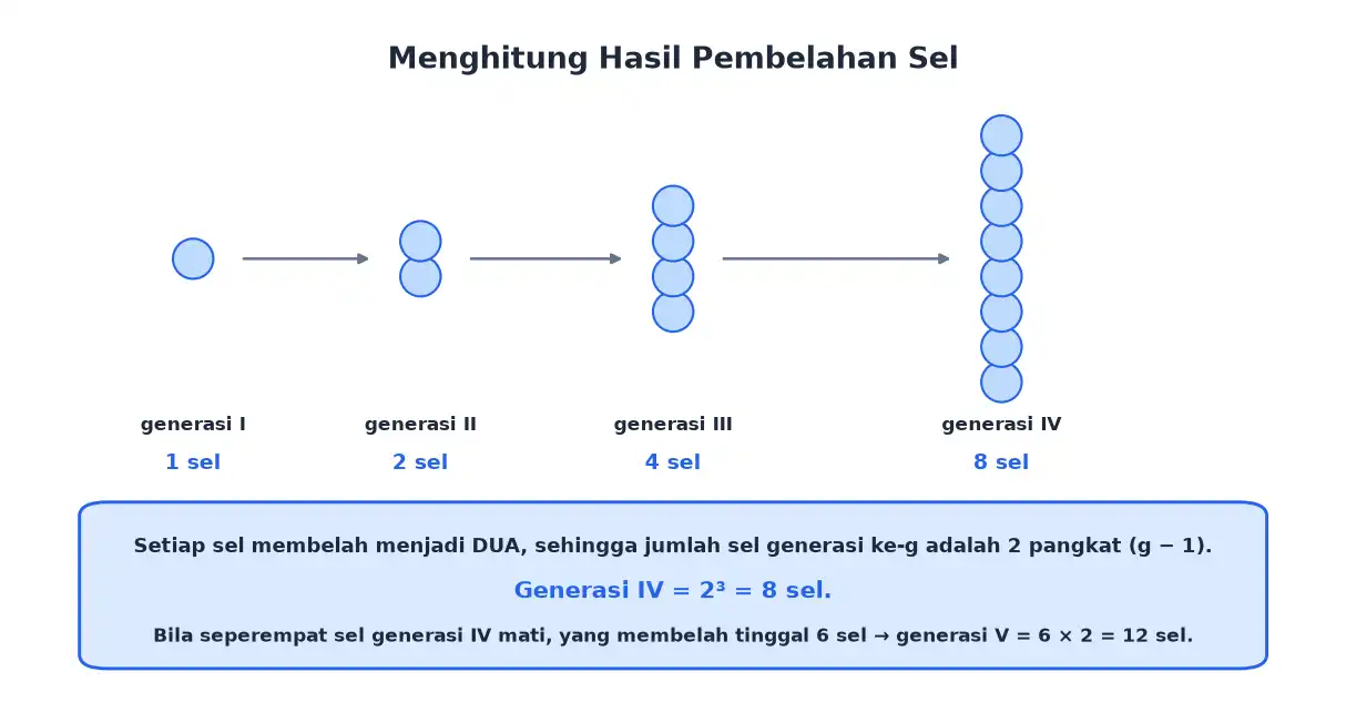 Satu sel membelah menjadi dua empat dan delapan pada generasi berikutnya