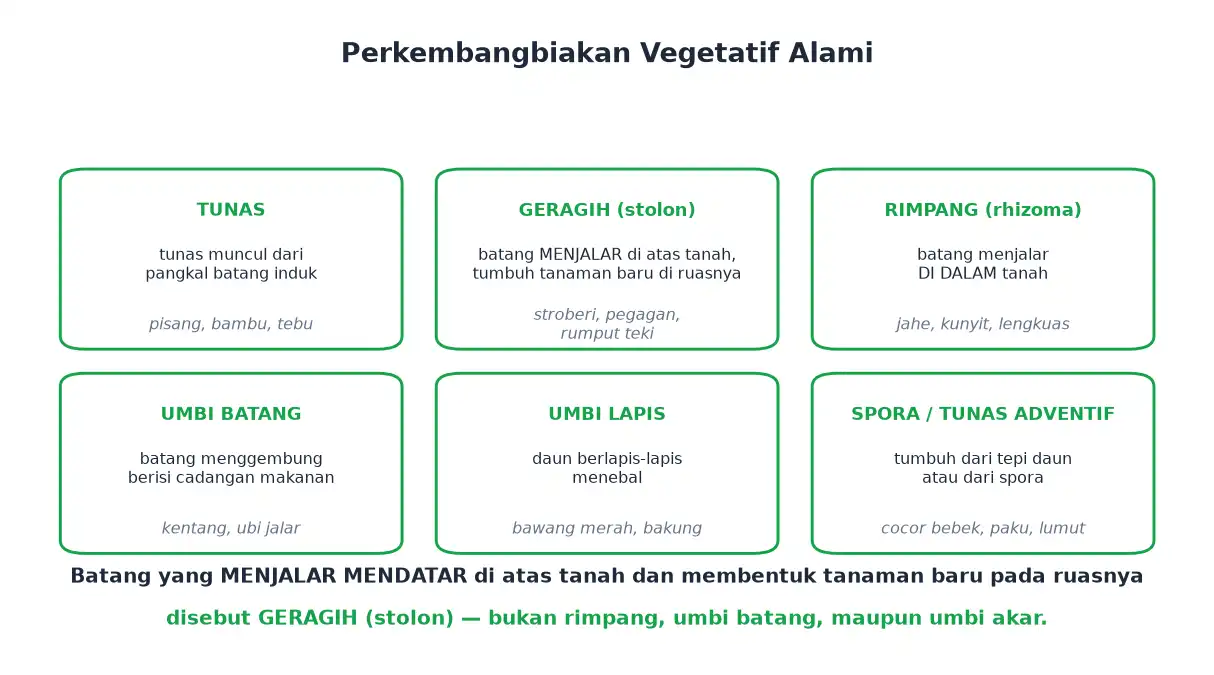 Vegetatif alami tunas geragih rimpang umbi batang umbi lapis dan spora