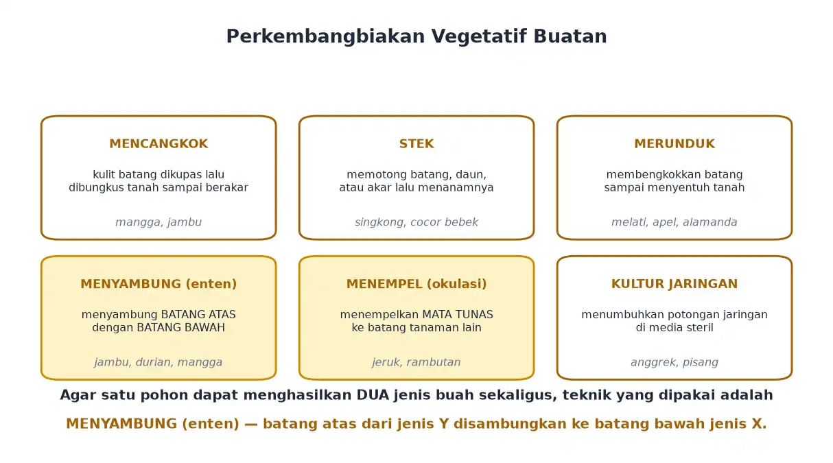 Vegetatif buatan mencangkok stek merunduk menyambung enten okulasi dan kultur jaringan