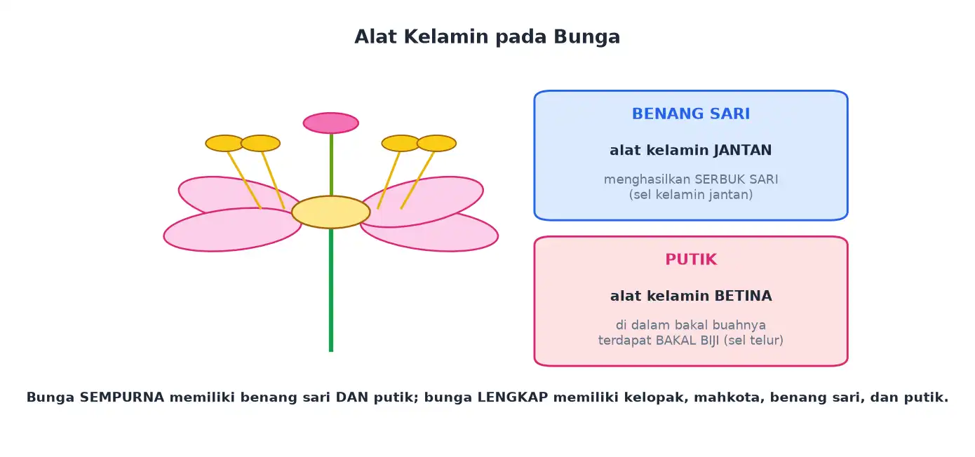 Bagian bunga dengan benang sari sebagai alat kelamin jantan dan putik sebagai alat kelamin betina