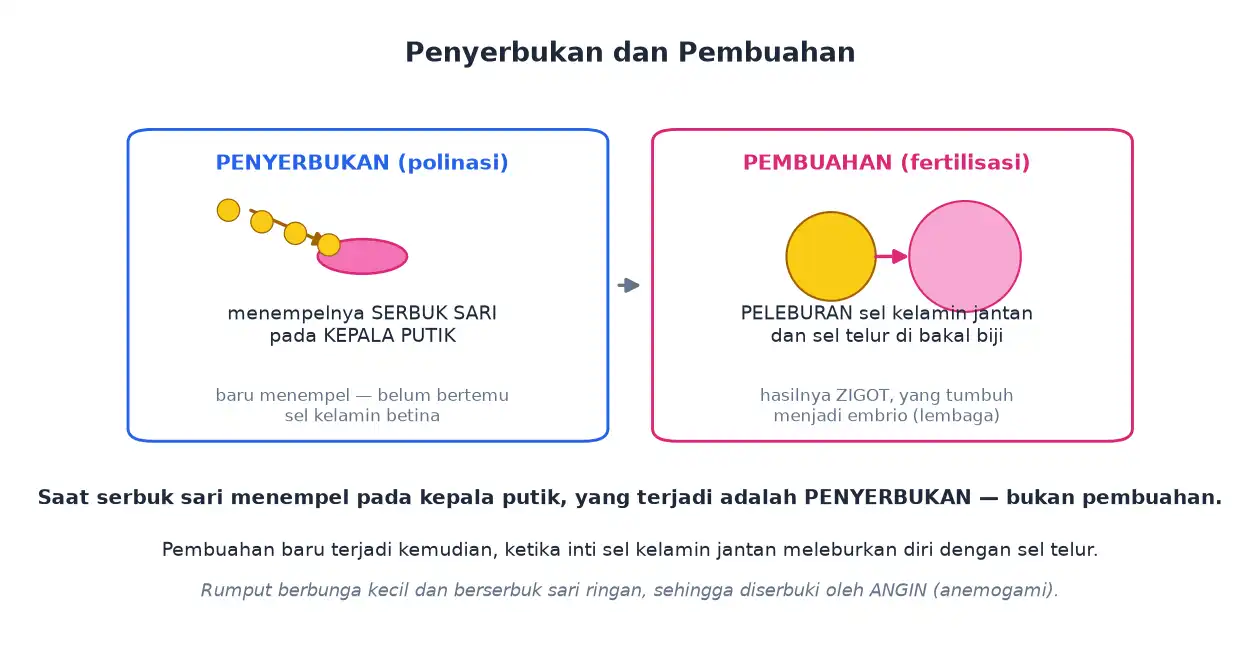 Penyerbukan serbuk sari menempel di kepala putik dan pembuahan peleburan sel kelamin