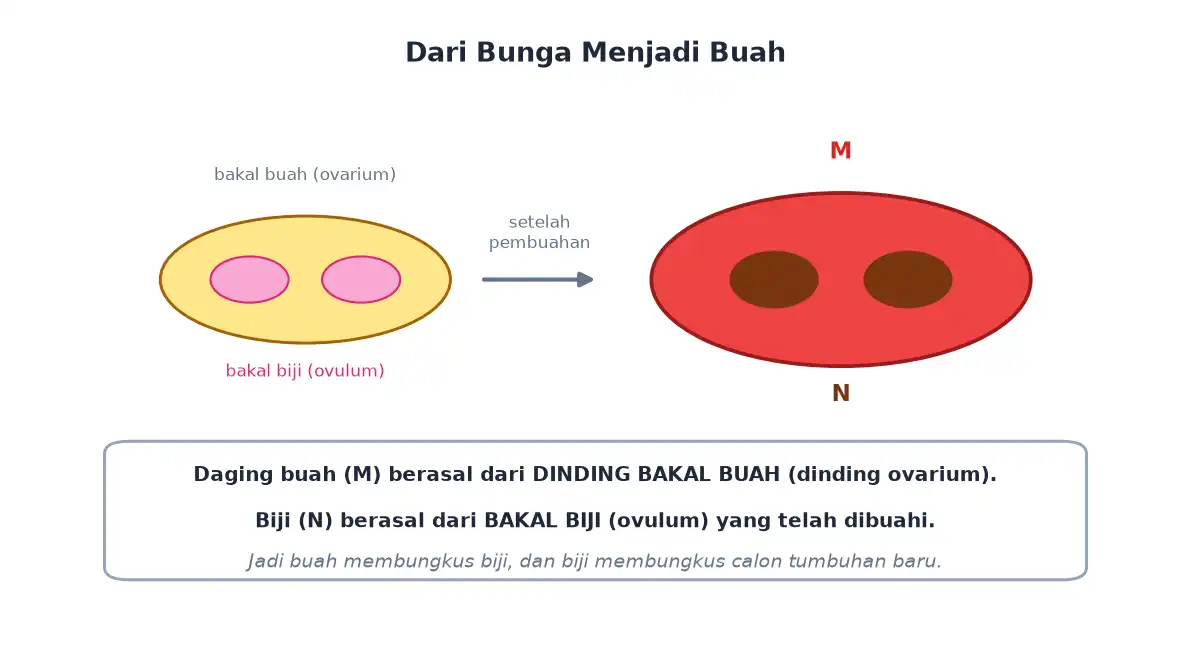 Bakal buah menjadi daging buah dan bakal biji menjadi biji setelah pembuahan