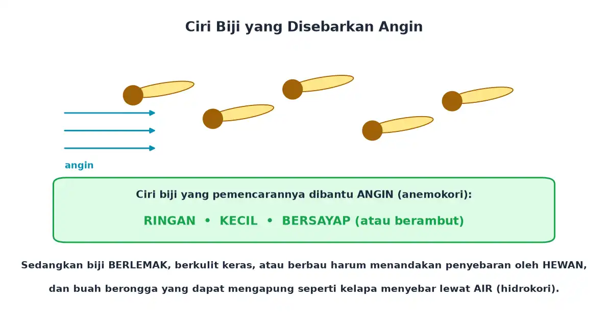 Biji ringan kecil dan bersayap yang diterbangkan angin