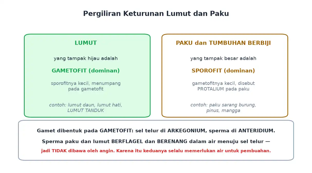 Gametofit dominan pada lumut dan sporofit dominan pada paku serta tumbuhan berbiji