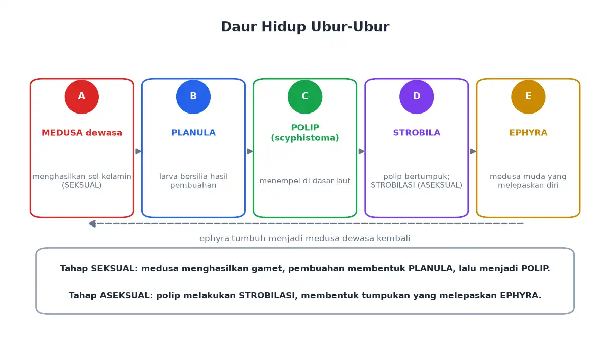 Daur hidup ubur-ubur dari medusa planula polip strobila sampai ephyra