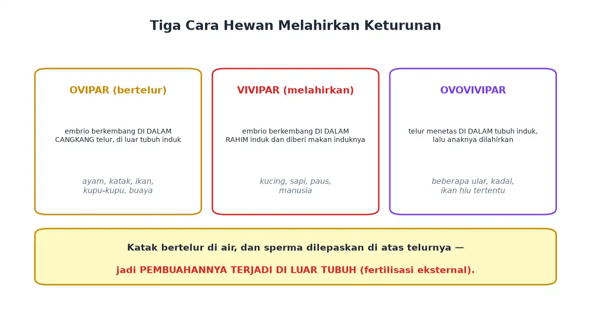 Perbandingan ovipar bertelur vivipar melahirkan dan ovovivipar