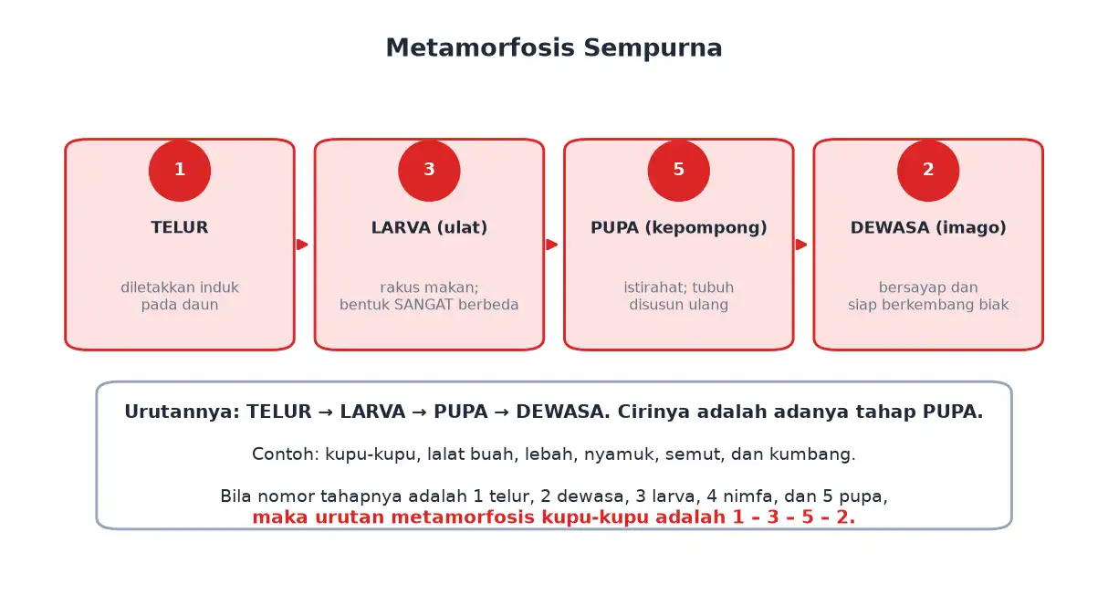 Metamorfosis sempurna telur larva pupa dan dewasa