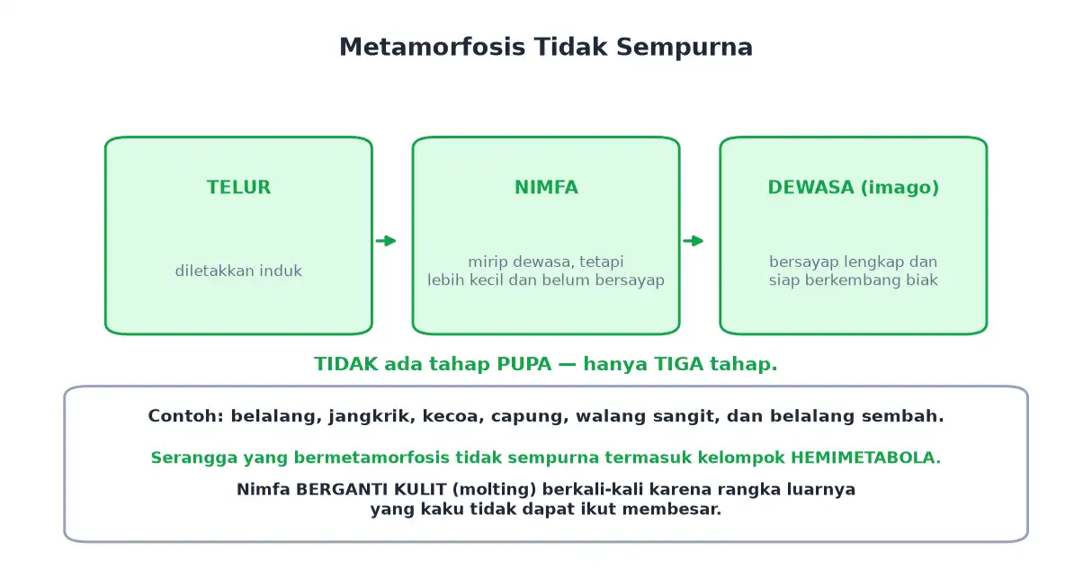 Metamorfosis tidak sempurna telur nimfa dan dewasa tanpa tahap pupa