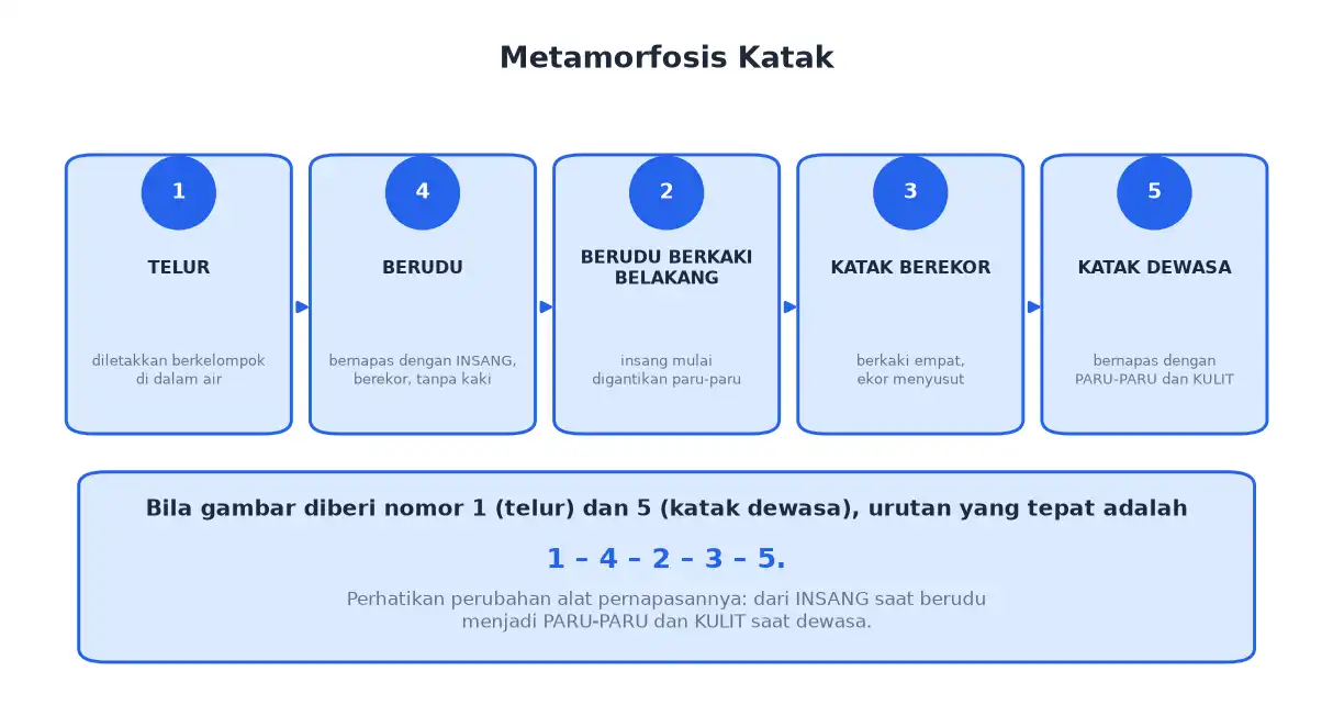 Metamorfosis katak dari telur berudu berudu berkaki katak berekor sampai katak dewasa