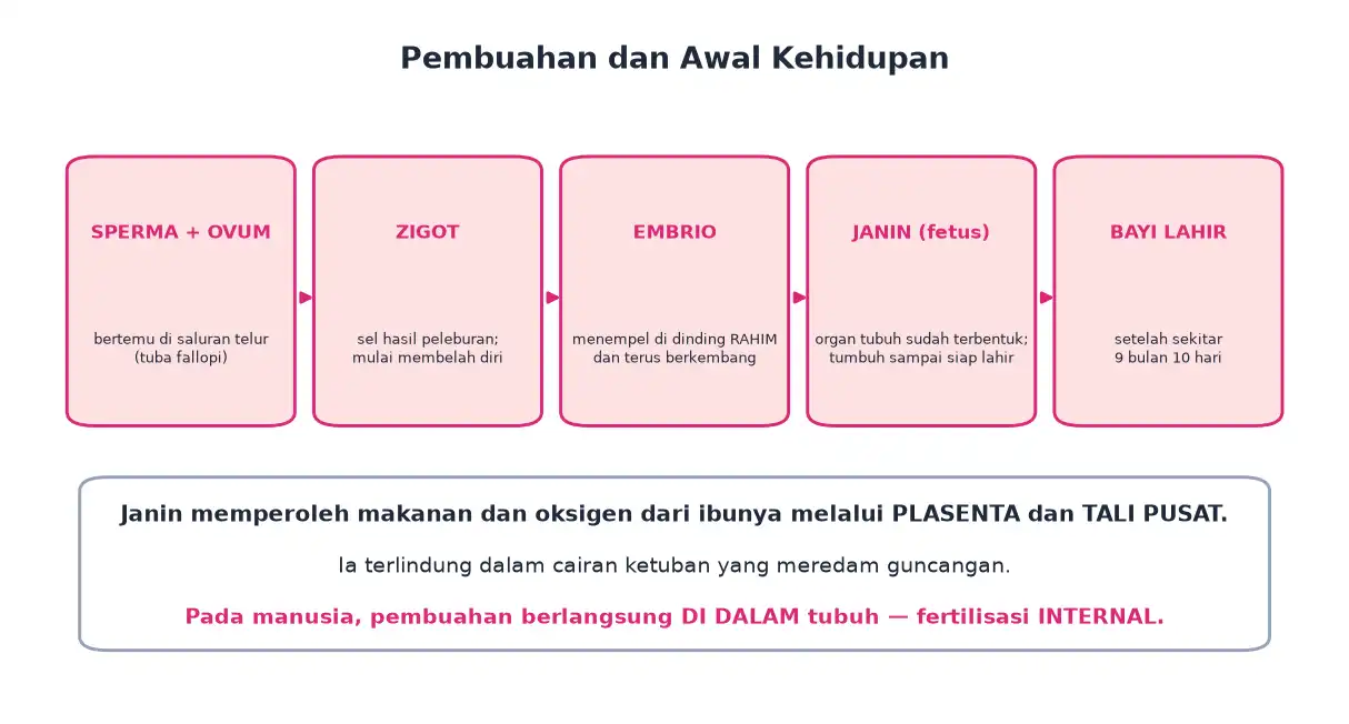 Tahap dari pertemuan sperma dan ovum menjadi zigot embrio janin sampai bayi lahir