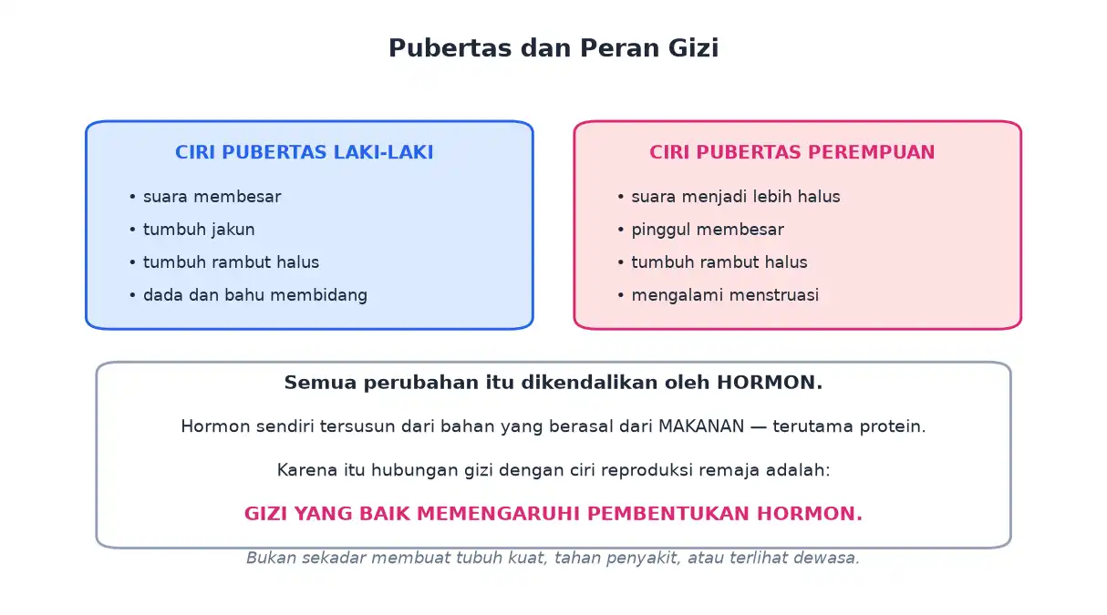 Ciri pubertas laki-laki dan perempuan serta hubungan gizi dengan pembentukan hormon
