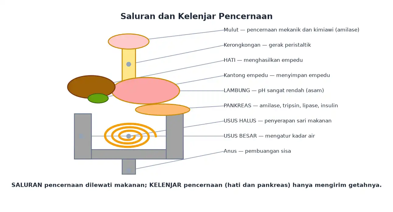 Organ pencernaan dari mulut kerongkongan lambung usus halus usus besar sampai anus