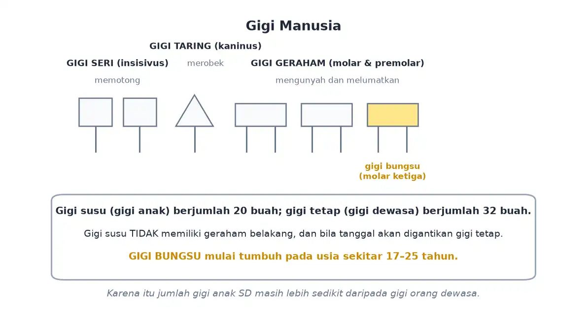 Jenis gigi seri taring dan geraham beserta jumlah gigi susu dan gigi tetap