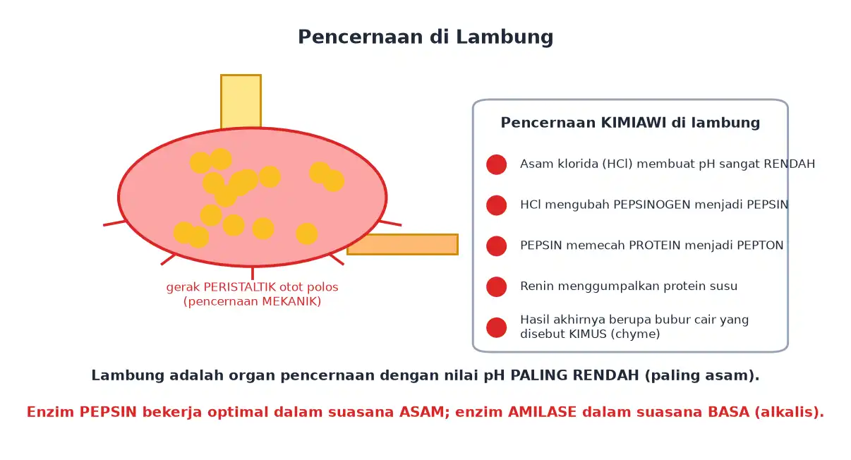 Pencernaan mekanik dan kimiawi di lambung dengan HCl pepsin dan kimus