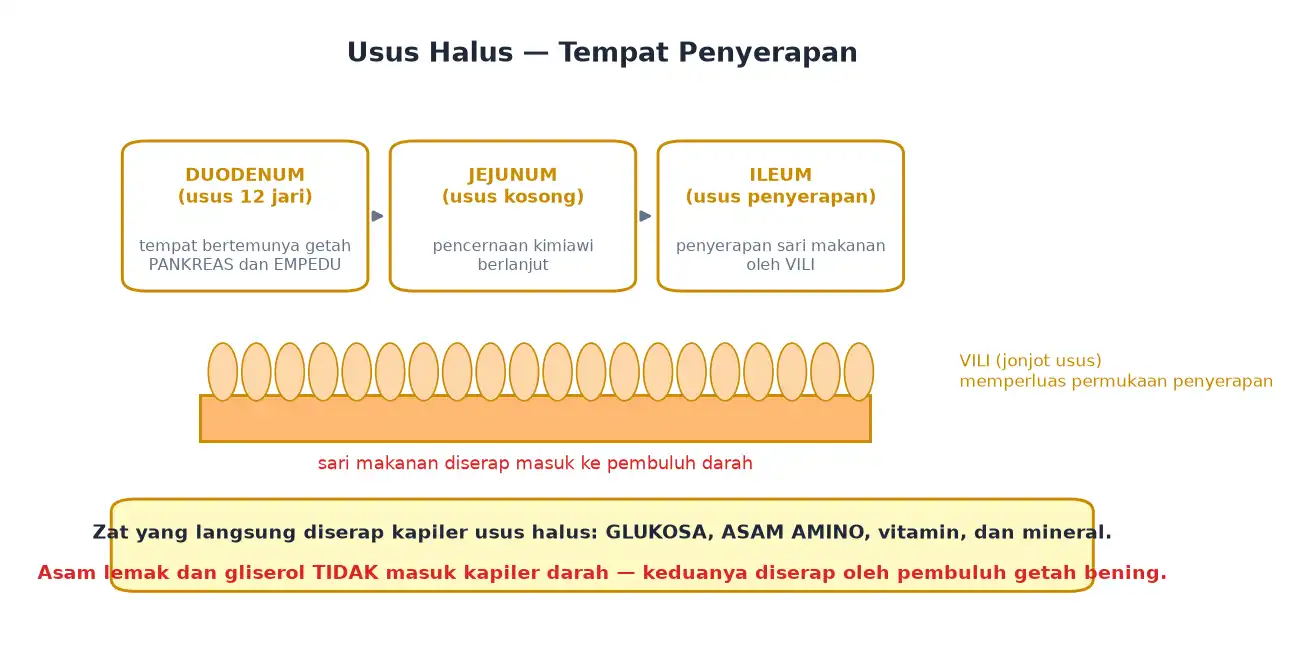 Tiga bagian usus halus duodenum jejunum ileum dan vili penyerap sari makanan