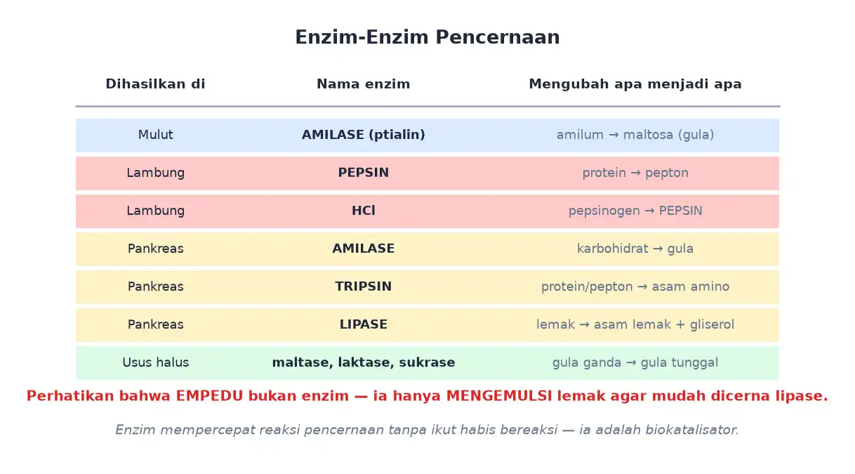 Tabel enzim pencernaan amilase pepsin tripsin lipase beserta kerjanya