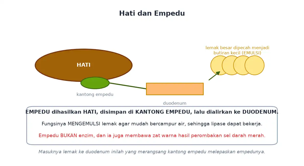 Hati menghasilkan empedu yang mengemulsi lemak di duodenum