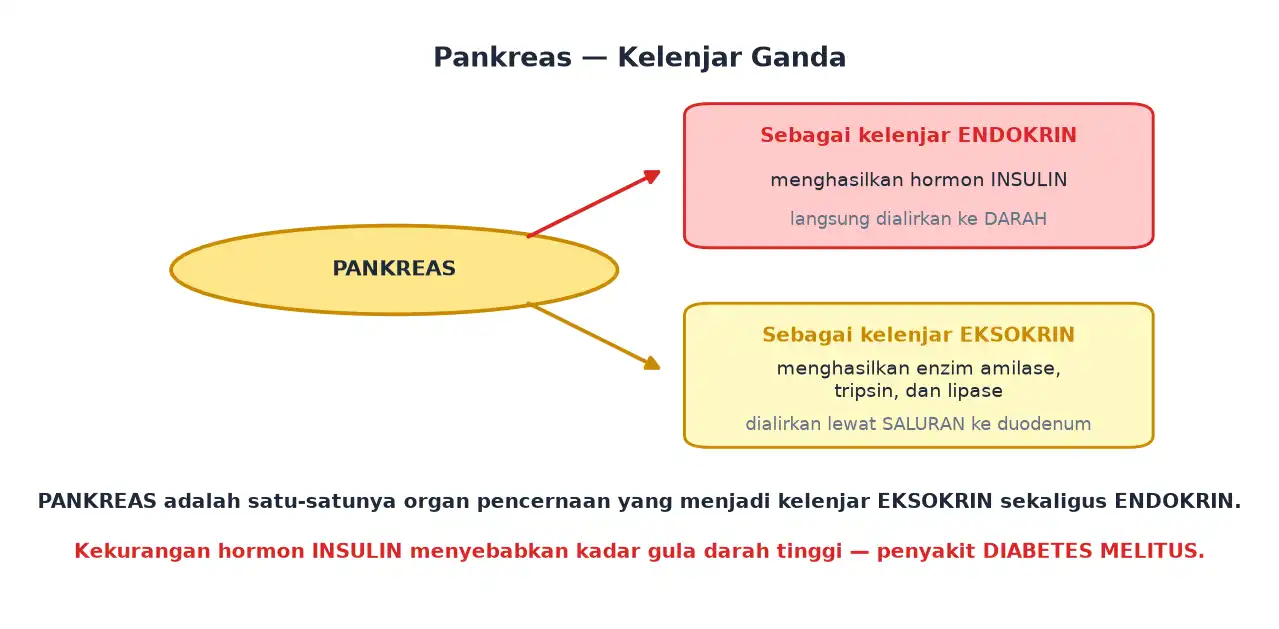 Pankreas sebagai kelenjar eksokrin penghasil enzim dan endokrin penghasil insulin