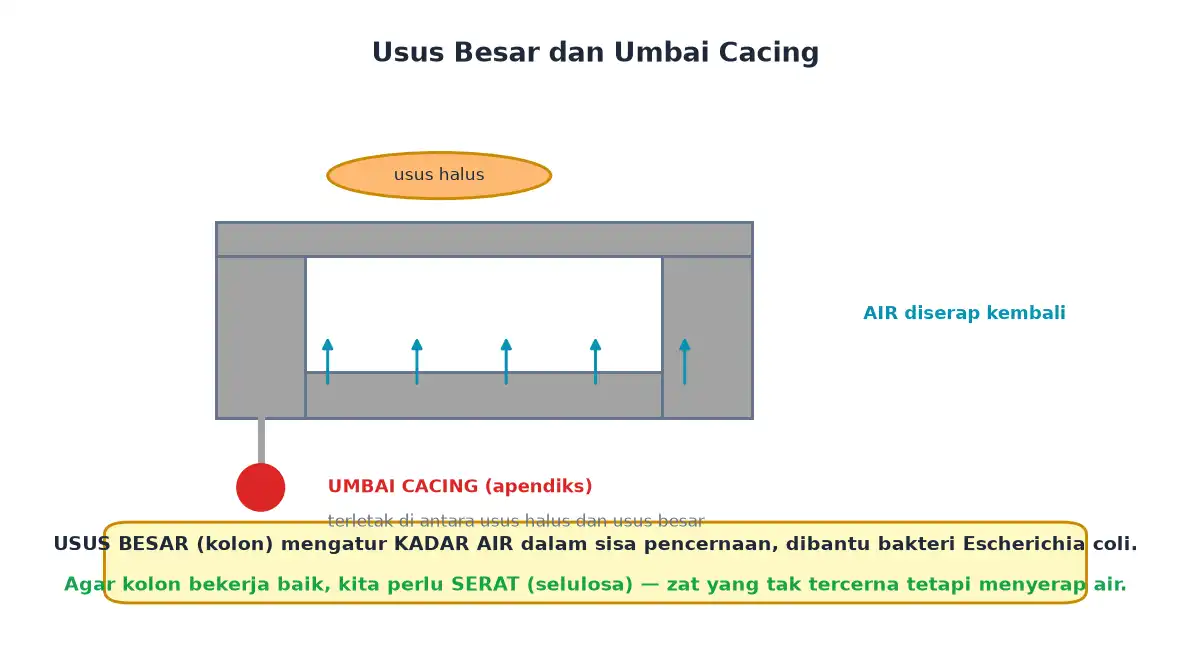 Usus besar mengatur kadar air dan letak umbai cacing
