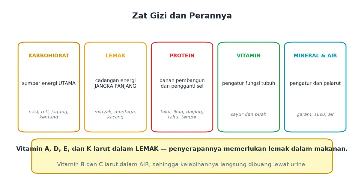 Lima kelompok zat gizi karbohidrat lemak protein vitamin dan mineral