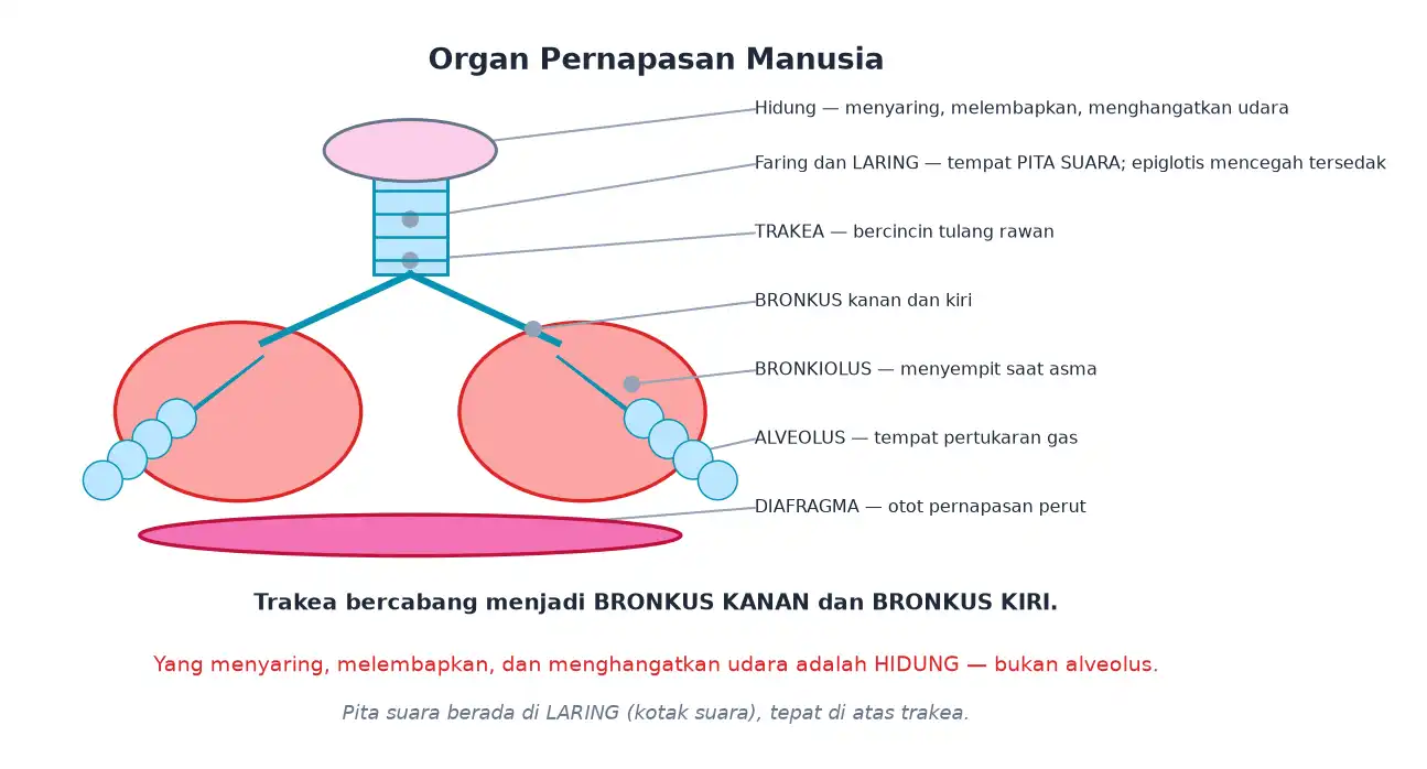 Organ pernapasan hidung laring trakea bronkus bronkiolus alveolus dan diafragma