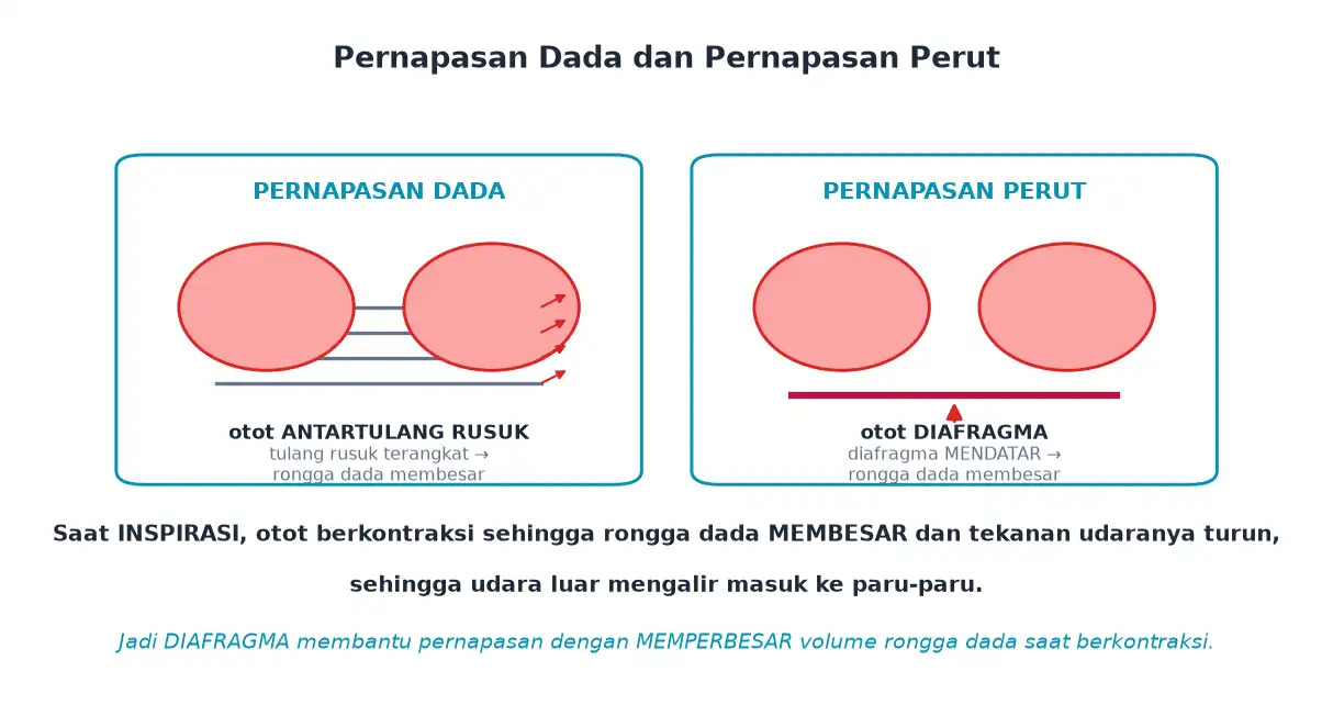 Pernapasan dada oleh otot antartulang rusuk dan pernapasan perut oleh diafragma