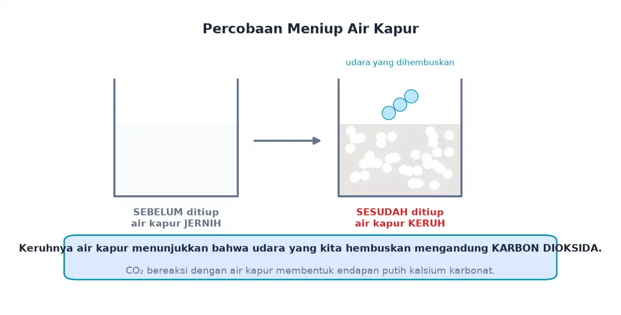 Air kapur menjadi keruh setelah ditiup menandakan adanya karbon dioksida