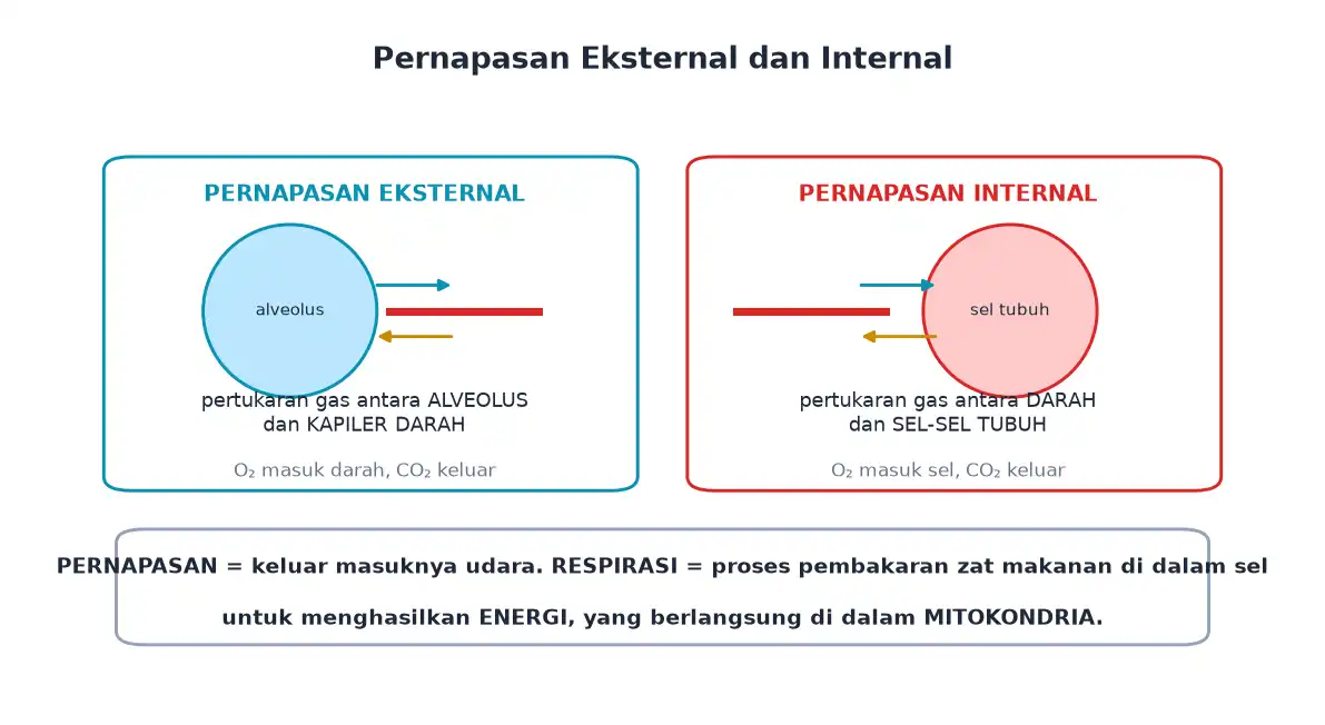 Pernapasan eksternal di alveolus dan internal di sel tubuh