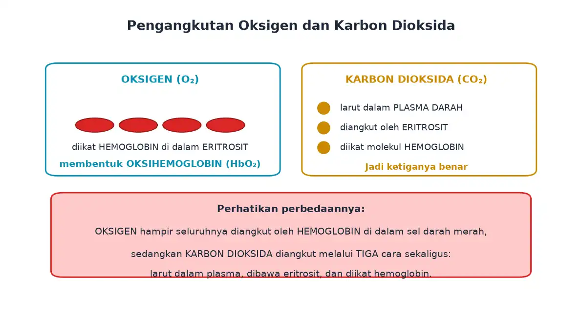 Oksigen diangkut sebagai oksihemoglobin dan karbon dioksida diangkut tiga cara