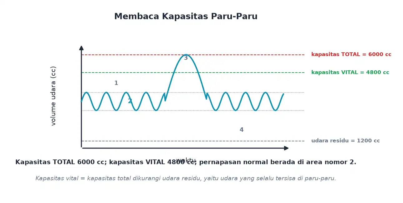 Grafik kapasitas total dan kapasitas vital paru-paru manusia