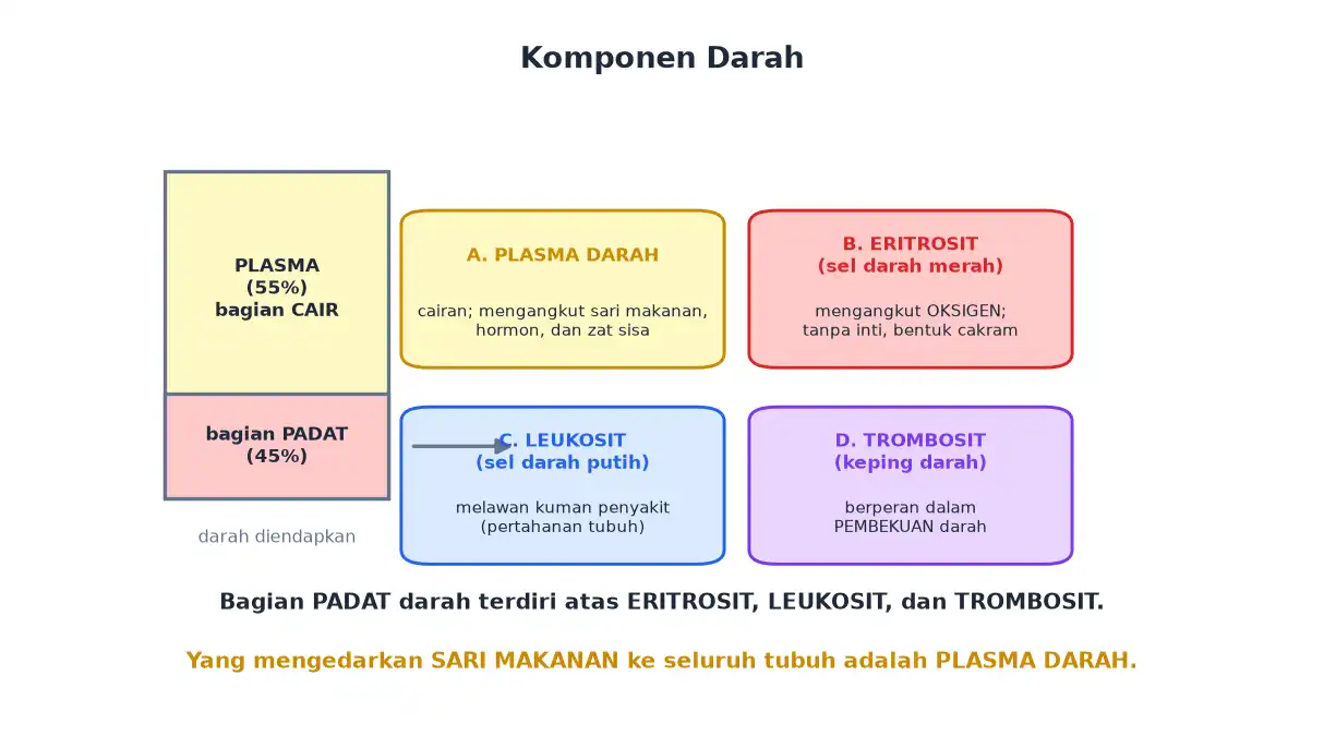 Komponen darah plasma eritrosit leukosit dan trombosit