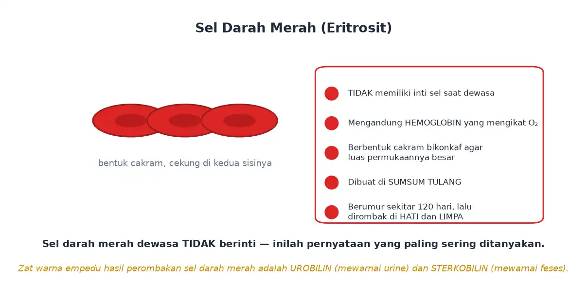 Ciri sel darah merah tidak berinti berbentuk cakram dan mengandung hemoglobin